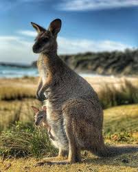 Australia An Incredible Country En 2020 Animaux Du Desert Australie Australie Voyage