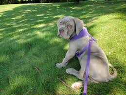 We'll also pay if you lose your pet passport, or it is stolen or. September Is National Pet Insurance Month Pet Hotel Of Milford