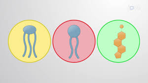 Image result for Lipid