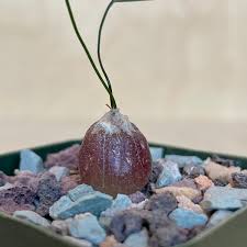 Image result for Drimia hockii