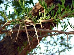 Image result for Acacia robusta