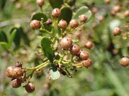 Image result for Gymnosporia heterophylla