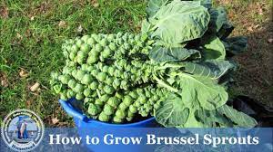 We have gathered helpful information to share with you on how to grow brussels sprouts. How To Grow Brussel Sprouts Advanced Growing Guide Youtube