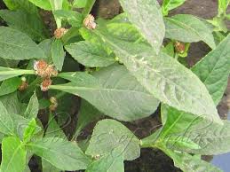 Image result for Struchium