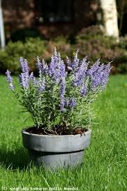 Image result for Perovskia atriplicifolia lacey blue lisslitt photo
