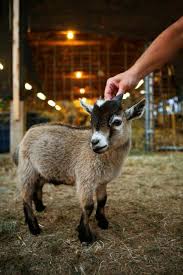 Small Goat Pygmy Goat Baby Goats Pygmy Goats