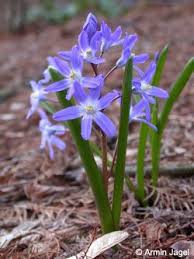 Scilla Forbesii Kirjokevattahti Pflanzen Hyazinthe Botanik