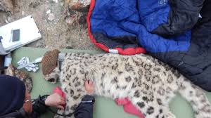 Warrior is a handsome boy with piercing blue eyes.for more info. Why This Captured Snow Leopard Is Exciting Researchers Cnn