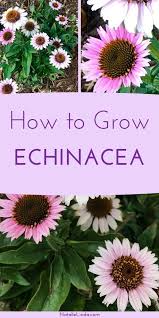 Pin On Flower Garden Growing Tips