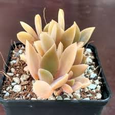 Sempervivum, sedum, soft & hardy succulents, echeveria, and affordable wholesale stunning succulent wedding cuttings our flower shaped succulent cuttings are great for: Nice Unusual And Rare Echeveria Cuttings For Sale Sunnyplants Com