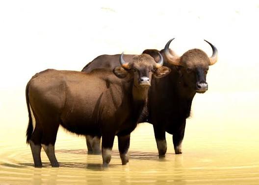 Wildlife Photography ..... Indian Bison / Gaur (Bos Gaurus) ----------------------------------------------------------------------------------- Gear; Nikon D3100, Lens; Nikkor VR Kit 55-300mm EXIF; A- f/5.3, SS- 1/60 sec, ISO- 400, FL- 210 mm, M ...