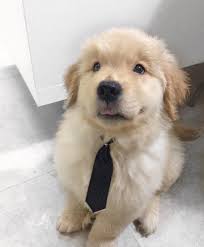 Dress For Success Cute Dogs Cute Animals Dog Love