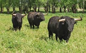 Pin By Centro De Visitantes Dehesa Y On Los Toros Cattle Animals Bull