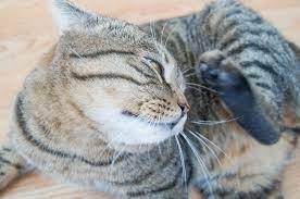 Kahle Stellen Im Fell Der Katze Ursachen Fur Haarausfall Bei Katzen
