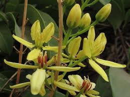 Image result for Tristellateia africana