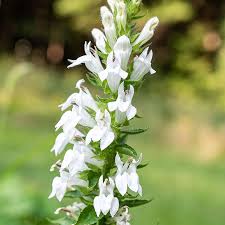 Image result for Lobelia dissecta