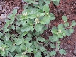 Image result for Acanthospermum australe
