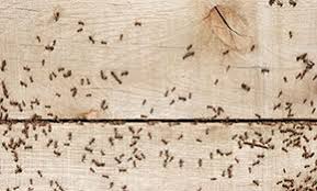 As a reliable pest control company, larry's pest removal will provide carpenter ant control and termite treatment services in st. Top 10 Best Pest Exterminators In Hazelwood Mo Angie S List