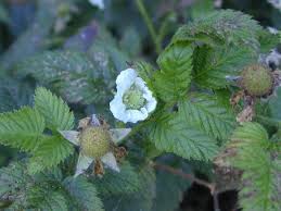 Image result for Rubus rosifolius