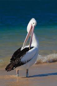 Big Bird With Large Beak Pelikan Pelican Bird Sea Birds Pet Birds