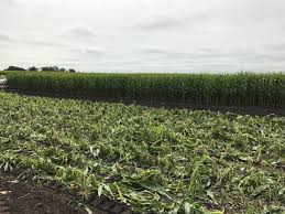 Detasseling: Providing Summer Work For Thousands Of Young Nebraskans