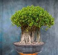 Ficus Microcarpa 'Chinese Banyan' - One of a Kind Bonsai