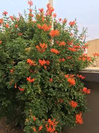 Image result for Tecomaria nyassae