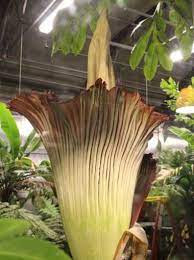 Corpse Flower Blooms Ready To Impress Gag Denver Visitors Corpse Flower Corpse Flower Bloom Fruit Plants