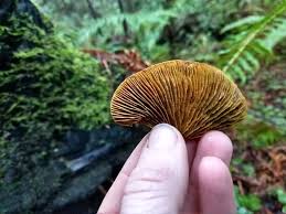Image result for Gymnosporia gracilipes