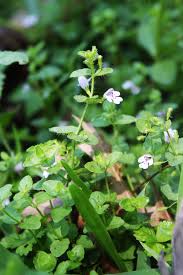Image result for Clinopodium simense
