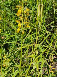 Image result for Crotalaria natalitia