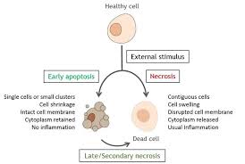 Search for info about recessed lighting. 29 A Schematic View Of Two Of The Main Cell Death Pathways Apoptosis Download Scientific Diagram