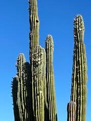 Image result for Pachycarpus spurius