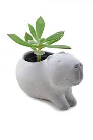 水豚の 盆栽 植木鉢 植物 盆栽