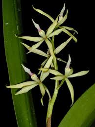 Image result for Annickia ambigua