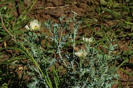 Image result for Argemone ochroleuca