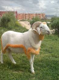 كبش أولاد نايل الجلفة منطقة رعوية وتمتاز بتربيتها للمواشي وهي من أحسن الفصائل Wild Animals Photos Sheep Breeds Cute Animals
