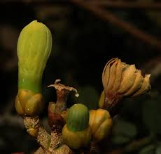 Image result for Anthocleista vogelii