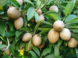 Even today, sapodilla is the most abundant tree in the jungles of gran petén, at the heart of the mayan world. Sapodilla Plant At Rs 45 Bag Chiku Plant Id 16349860412