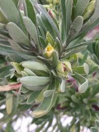 Image result for Surianaceae