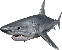 Browse And Download Shark Pictures Png Transparent Background Free Download 42737 Freeiconspng 7,053 transparent png illustrations and cipart matching shark. browse and download shark pictures png