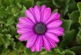 Fiori tipo margherita con 7 petali tondeggianti. Viola Fiore Margherita Osteospermum Foto Gratis