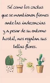Según el feng shui, los cactus están ligados al éxito y reconocimiento laboral. Se Como Los Cactus Fondos De Pantalla Cactus Frases De Cactus Frases De Flores Cactus