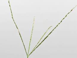 Image result for Digitaria diagonalis