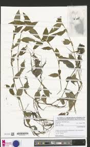 Image result for Commelina congesta