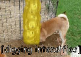 Lift your spirits with funny jokes, trending memes, entertaining gifs, inspiring. Dogecoin Mining In Progress 2018 Colorized Album On Imgur