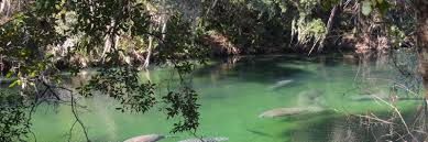 Big spring state forest picnic area new germantown •. Blue Spring State Park Deland Florida Hikes