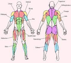 Maybe you would like to learn more about one of these? Major Muscle Groups Body Muscle Anatomy Muscle Anatomy Muscular System