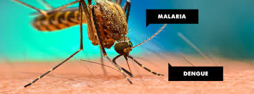 During this blood meal, plasmodium parasites are regurgitated by the mosquito into the person's blood vessels. Common Symptoms Between Malaria And Dengue