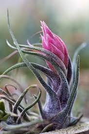 Island Of Silence Exotische Blumen Tillandsie Graser Pflanzen